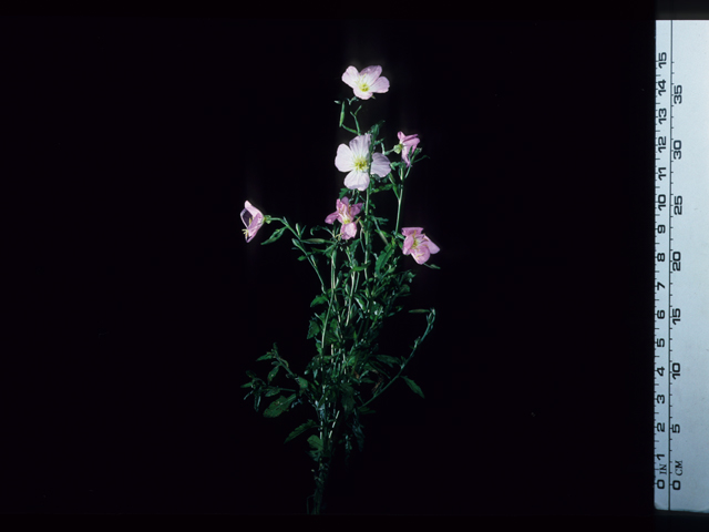 Oenothera speciosa (Pink evening primrose) #20678
