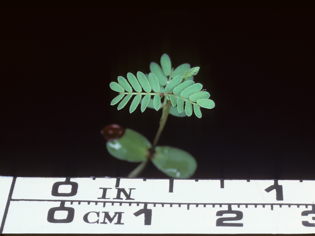 Desmanthus illinoensis (Illinois bundleflower) #20445