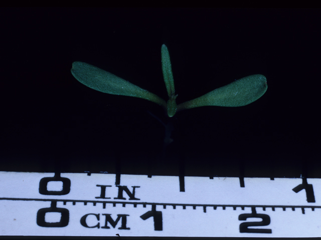 Vernonia lindheimeri (Woolly ironweed) #20696