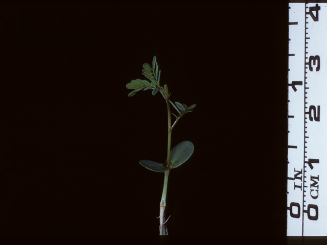 Desmanthus illinoensis (Illinois bundleflower) #20712