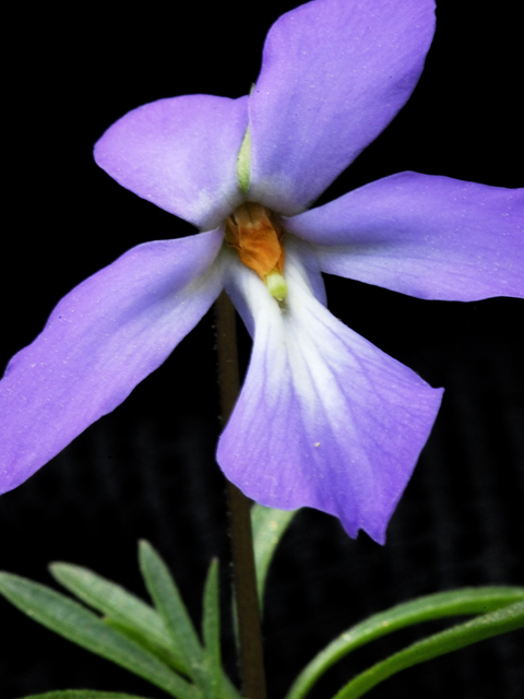 Viola pedata (Birdfoot violet) #26194