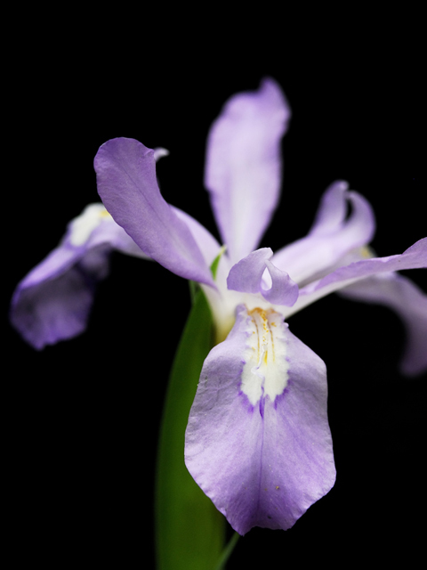 Iris cristata (Dwarf crested iris) #26206