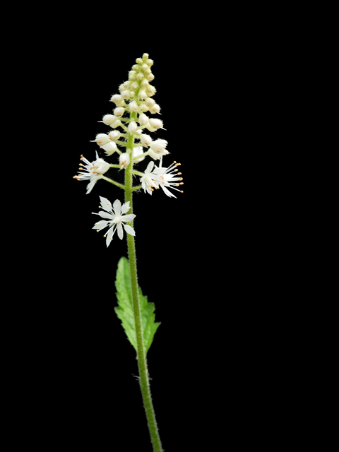 Tiarella cordifolia (Heartleaf foamflower) #26210