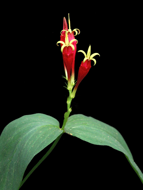 Spigelia marilandica (Woodland pinkroot) #26217