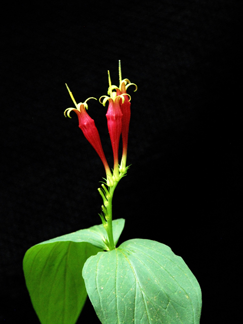 Spigelia marilandica (Woodland pinkroot) #26219