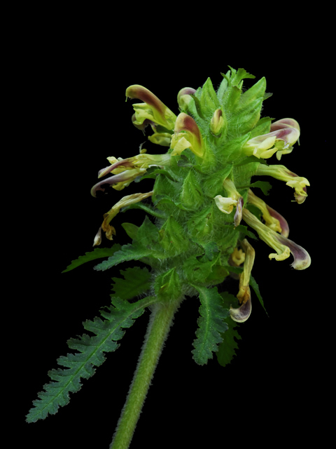 Pedicularis canadensis (Canadian lousewort) #26224