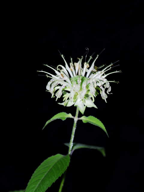Monarda clinopodia (White bergamot) #26226