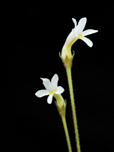 Orobanche uniflora (One-flowered broomrape) #26227