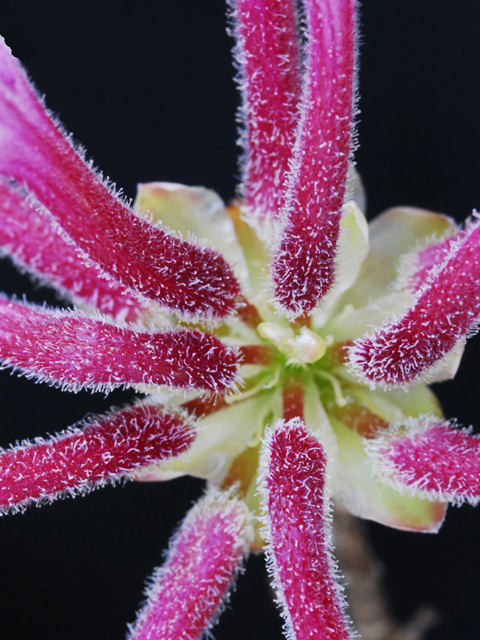 Rhododendron periclymenoides (Pink azalea) #26231