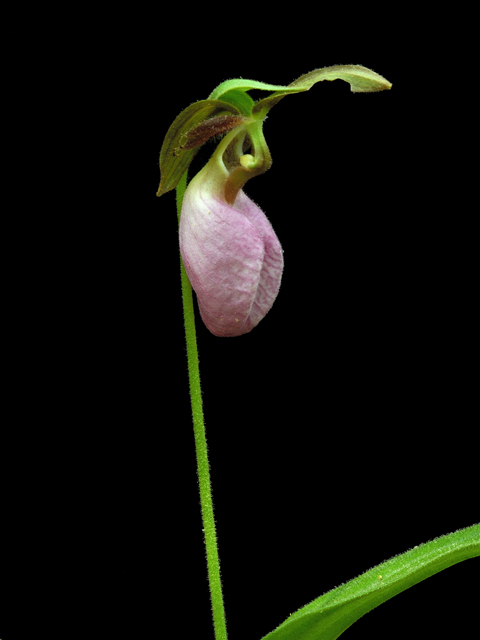 Cypripedium acaule (Moccasin flower) #26233