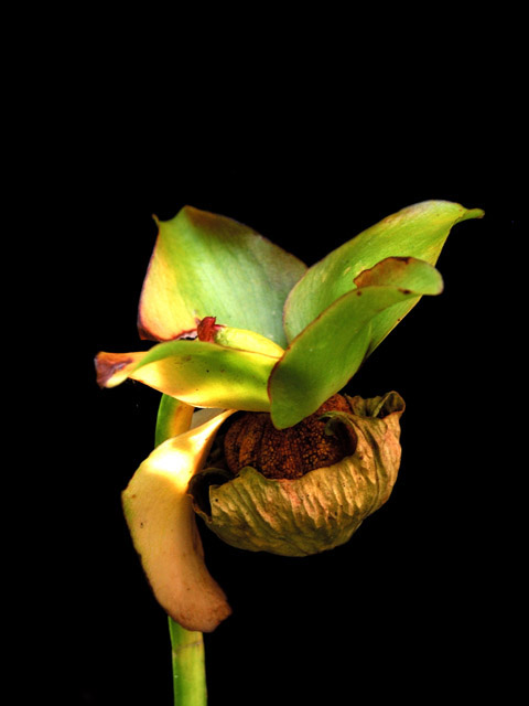 Sarracenia oreophila (Green pitcherplant) #26234