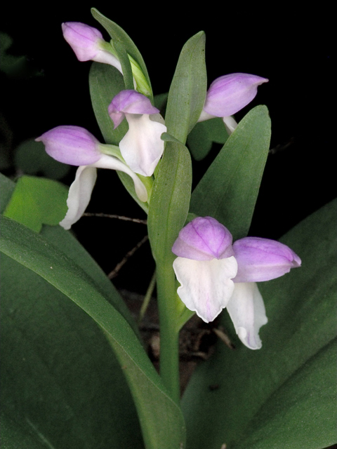 Galearis spectabilis (Showy orchid) #26236