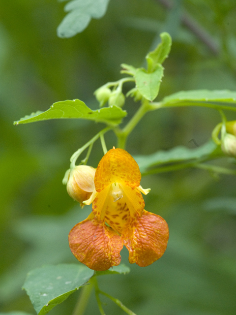 Impatiens capensis (Jewelweed) #26239