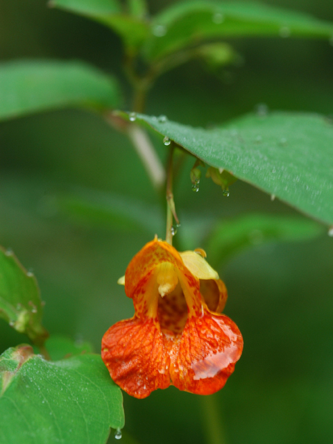 Impatiens capensis (Jewelweed) #26240