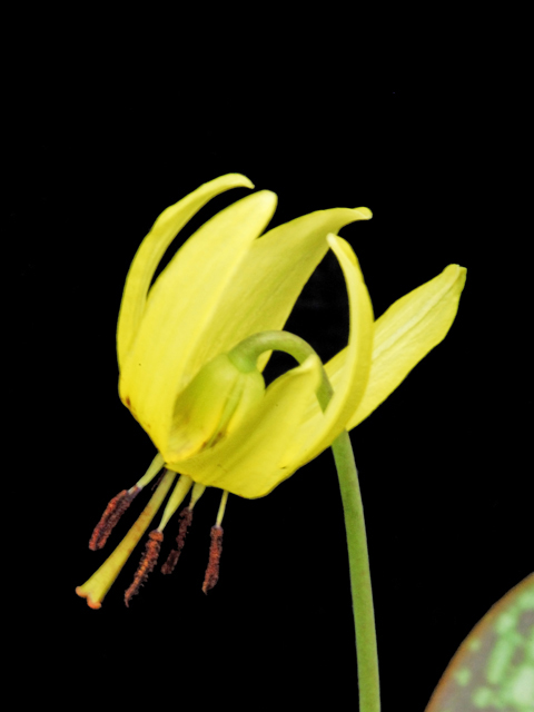 Erythronium americanum (Yellow trout-lily) #26244