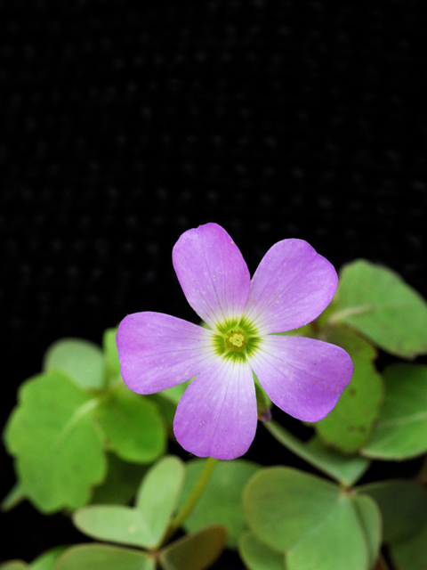 Oxalis violacea (Violet woodsorrel) #26247
