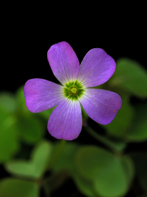 Oxalis violacea (Violet woodsorrel) #26248
