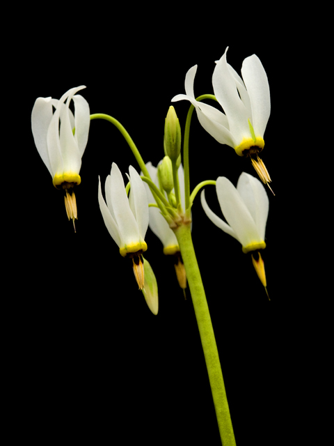 Dodecatheon meadia (Eastern shooting star) #26863