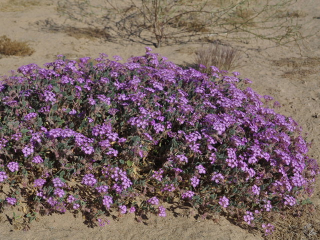 Abronia villosa (Desert sand verbena) #43072