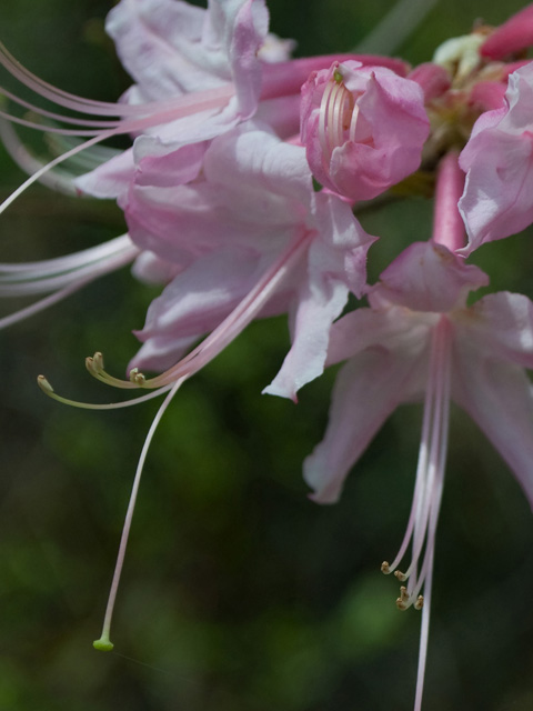 Rhododendron canescens (Mountain azalea) #43073