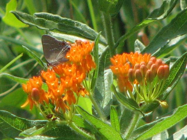 Asclepias tuberosa (Butterflyweed) #26382