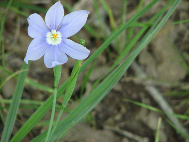 Nemastylis geminiflora (Prairie celestials) #26388