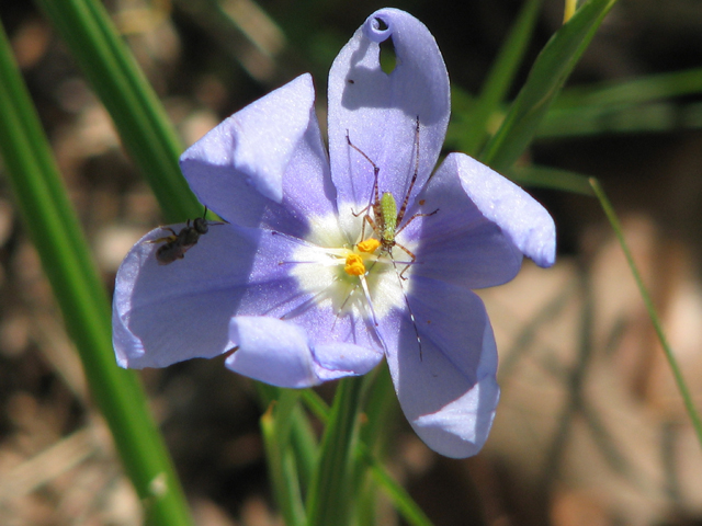 Nemastylis geminiflora (Prairie celestials) #26389