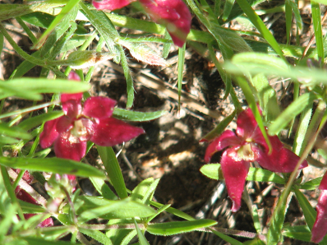 Krameria lanceolata (Trailing krameria) #26394