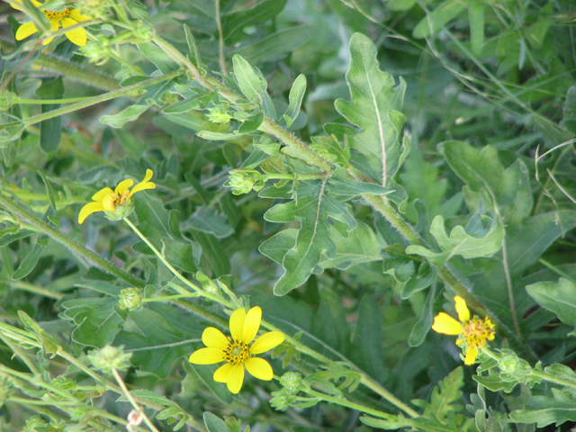 Engelmannia peristenia (Engelmann's daisy) #26404