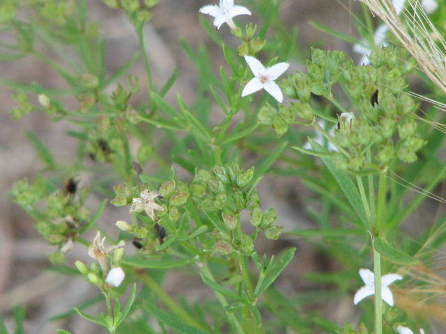 Stenaria nigricans var. nigricans (Diamondflowers) #26416