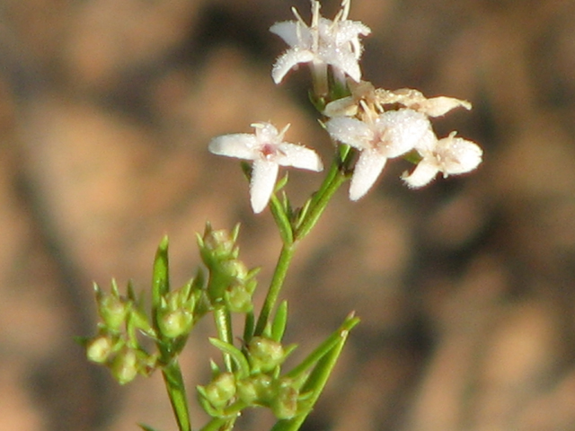 Stenaria nigricans var. nigricans (Diamondflowers) #26417