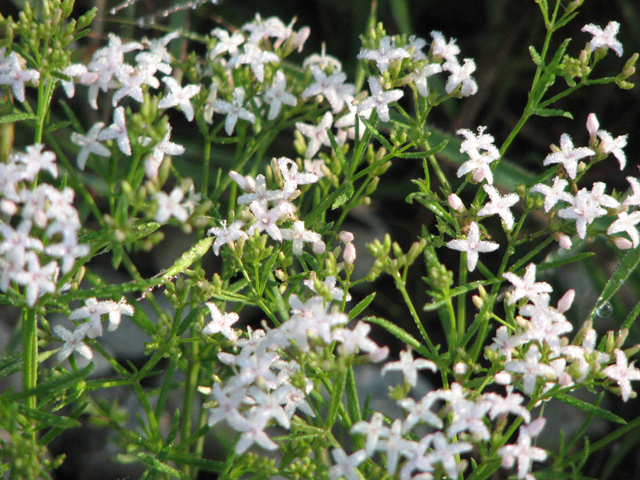 Stenaria nigricans var. nigricans (Diamondflowers) #26418