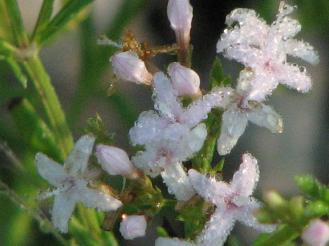 Stenaria nigricans var. nigricans (Diamondflowers) #26419
