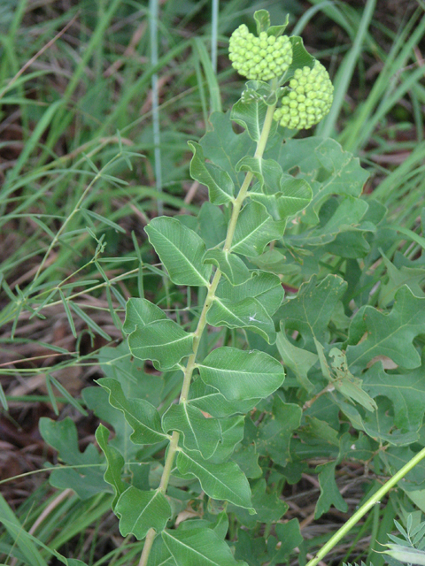 Asclepias viridiflora (Green comet milkweed) #26434
