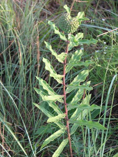 Asclepias viridiflora (Green comet milkweed) #26436