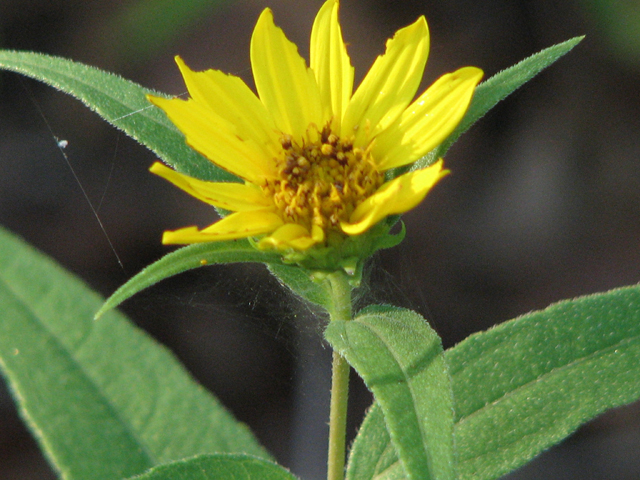Helianthus hirsutus (Hairy sunflower) #26438