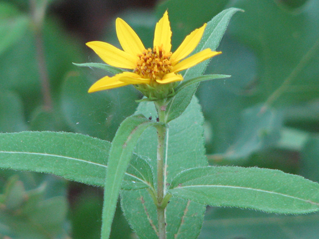 Helianthus hirsutus (Hairy sunflower) #26439