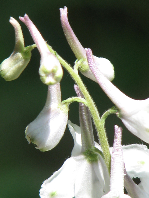 Delphinium carolinianum ssp. virescens (Carolina larkspur) #26450