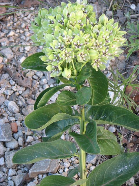 Asclepias viridis (Green milkweed) #26455