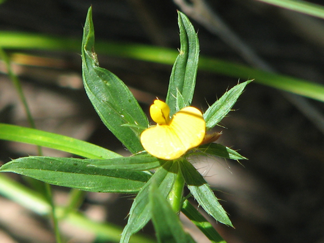 Stylosanthes biflora (Sidebeak pencilflower) #26459