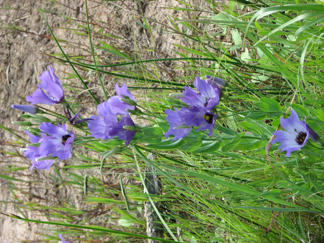 Eustoma exaltatum ssp. russellianum (Texas bluebells) #26490