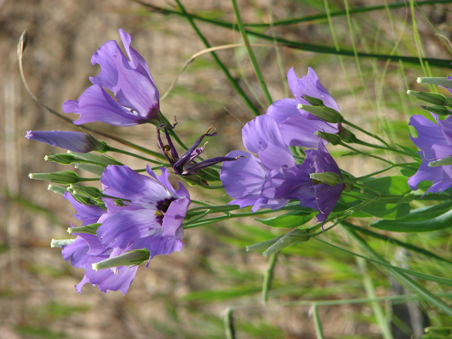 Eustoma exaltatum ssp. russellianum (Texas bluebells) #26491