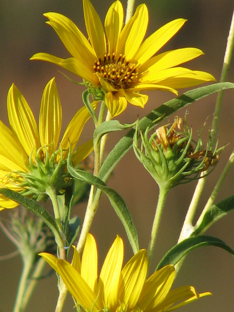 Helianthus maximiliani (Maximilian sunflower) #26502
