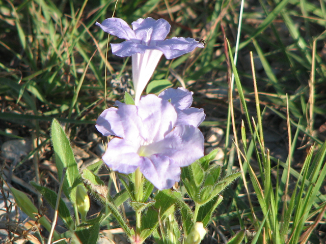 Ruellia humilis (Prairie petunia) #26515