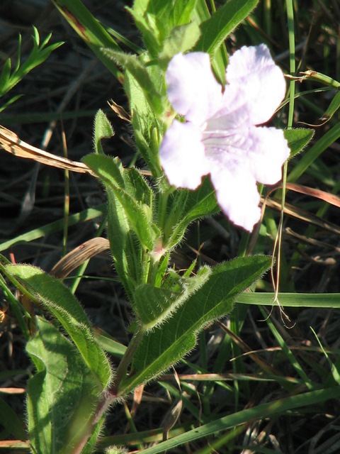 Ruellia humilis (Prairie petunia) #26516
