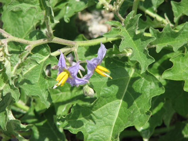 Solanum dimidiatum (Western horsenettle) #26521