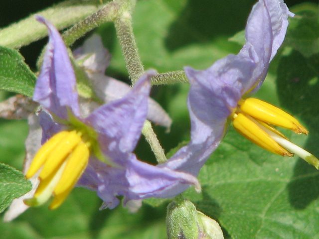 Solanum dimidiatum (Western horsenettle) #26522