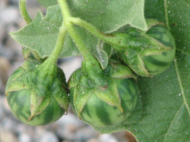 Solanum dimidiatum (Western horsenettle) #26524