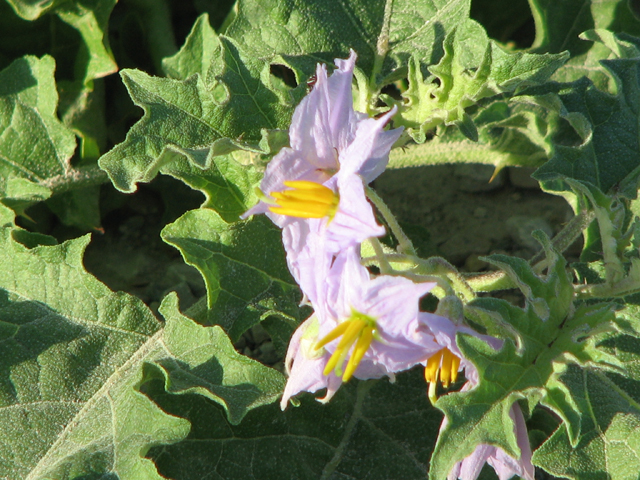 Solanum dimidiatum (Western horsenettle) #26525