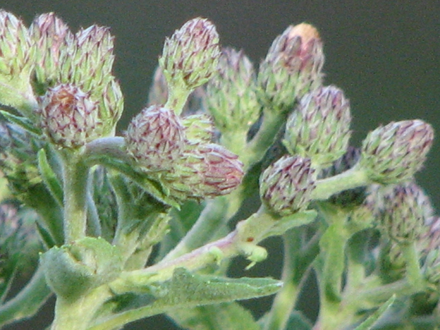 Vernonia baldwinii (Western ironweed) #26529